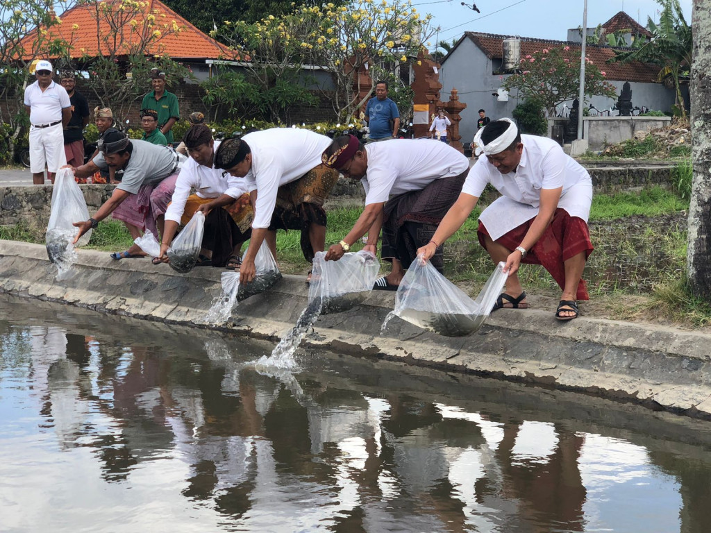 Peringati HUT Kemerdekaan Republik Indonesia ke-78, Desa Dalung Lakukan Penebaran Benih Ikan
